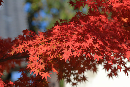 fall season in japanの写真素材