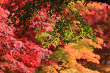 fall season in japanの写真素材