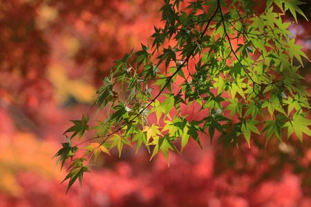 fall season in japanの写真素材
