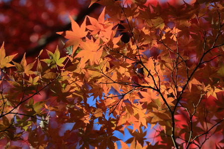 fall season in japanの写真素材