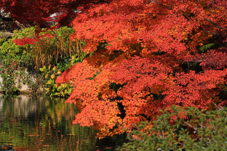 fall season in japan