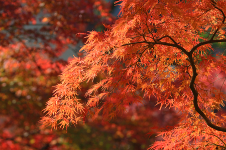 fall season in japanの写真素材