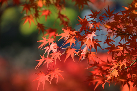 fall season in japanの写真素材