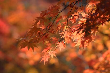 fall season in japanの写真素材
