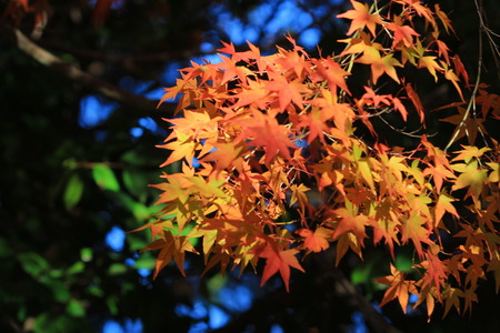 japanese red maple tree background with sunlight, Kyoto