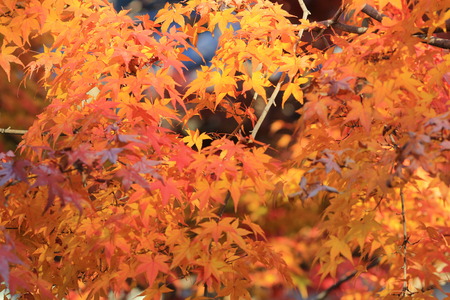 japanese red maple tree background with sunlight, Kyotoの写真素材