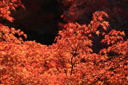 maple tree autumn colors in japanese zen gardenの写真素材