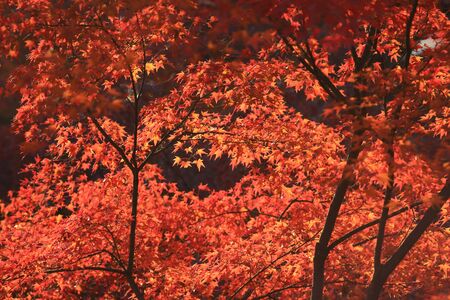 maple tree autumn colors in japanese zen gardenの写真素材