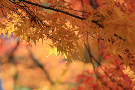 red japanese maple