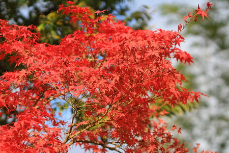 Trees were autumn leaves in Japan