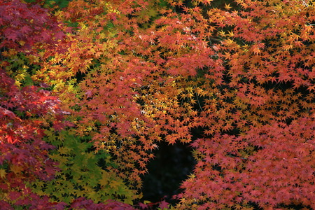 red japanese maple autumn fall , momiji tree in kyoto japanの写真素材