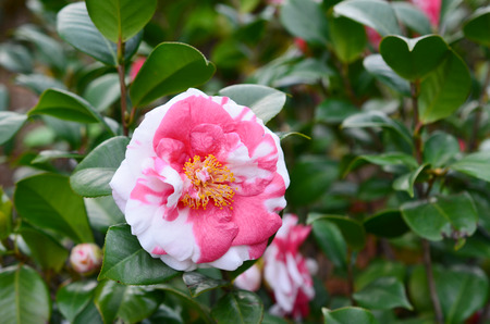 Camellia japonica, Theaceaeの写真素材