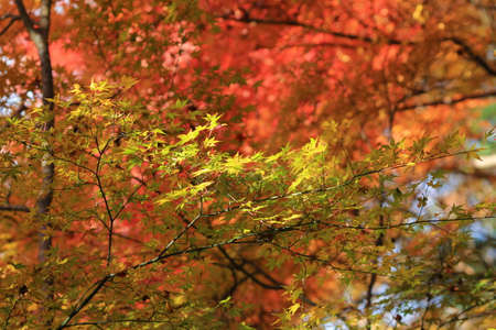 beautiful maple leaves