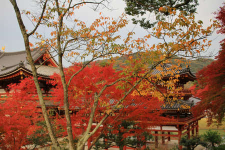 fall season in japan templeのeditorial素材