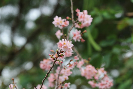 cherry blossom at quarry bay promenadeの写真素材