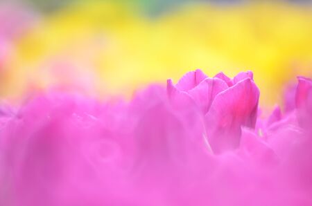 Tulipa gesnerianaの写真素材