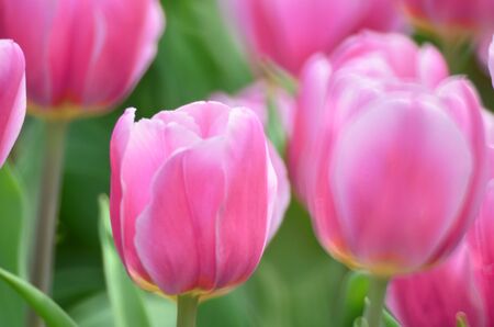 pink tulip fieldの写真素材