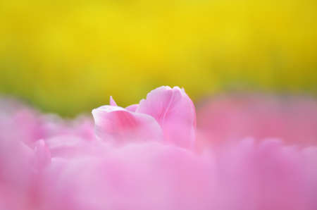 pink tulip fieldの写真素材