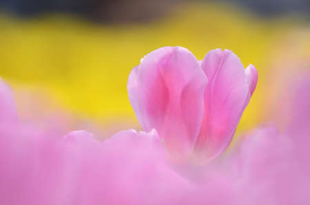 pink tulip field