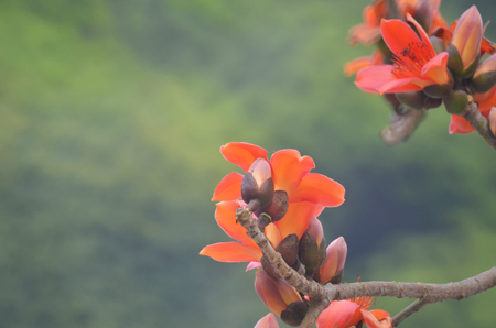 Cotton Treeの写真素材