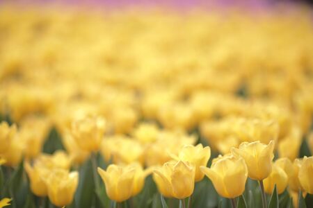 Tulipa gesnerianaの写真素材