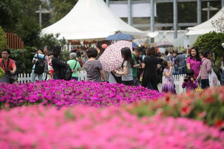 Viola tricolor flower bedのeditorial素材