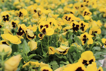 Viola tricolorの写真素材