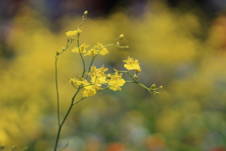 When Blossoms Dance Oncidiumの写真素材