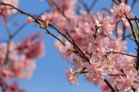 Cherry blossoms in pink colorの写真素材