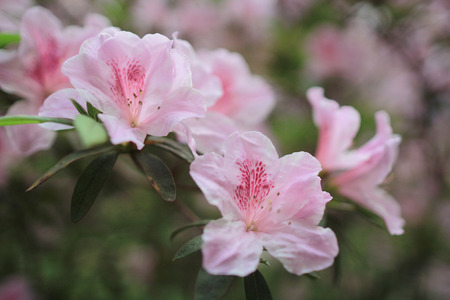Rhododendronの写真素材