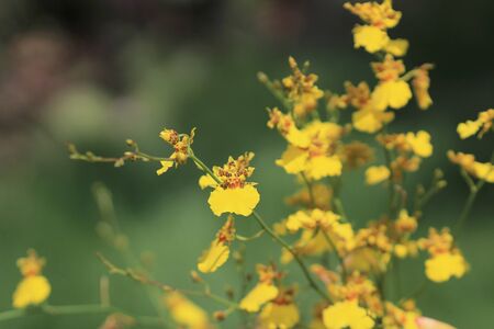 When Blossoms Dance Oncidiumの写真素材