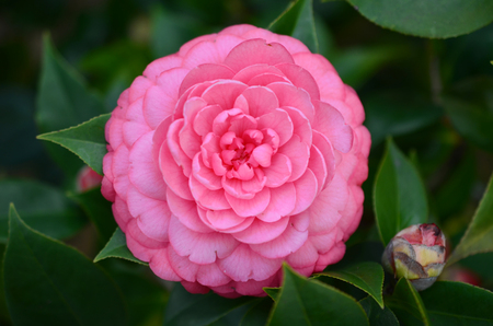 Camellia japonicaの写真素材