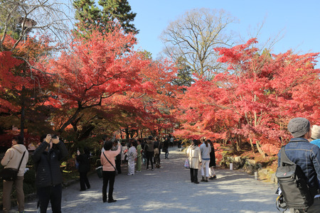 an  Autumn Colors in Eikando Temple, Kyoto, Kansai, Japanのeditorial素材