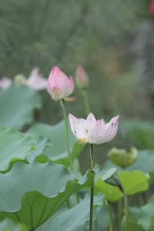 the Lotus flower and Lotus flower plantsの写真素材