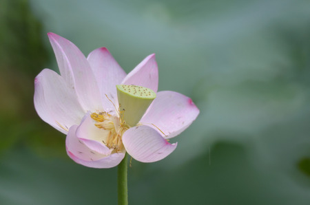 the Lotus flower and Lotus flower plantsの写真素材