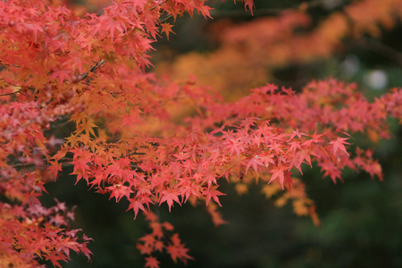 a fall season in japan at Rurikoinの写真素材