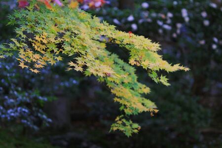 full red leaves in japan garden at Kyoto, japan