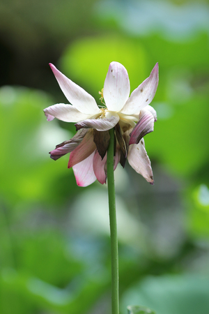 the lotus isolated on white backgroundの写真素材