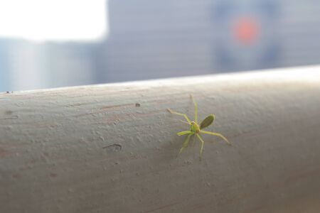 a Beautiful small praying mantisの写真素材