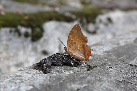 the beautiful  sipping molass from shitの写真素材