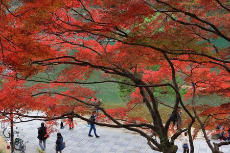 Autumn Leaves Of Arashiyamaのeditorial素材