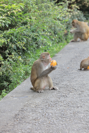 the monkey in Kam Shan Country Park, Kowloon, Hong Kong