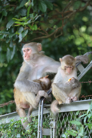 the monkey in Kam Shan Country Park, Kowloon, Hong Kong