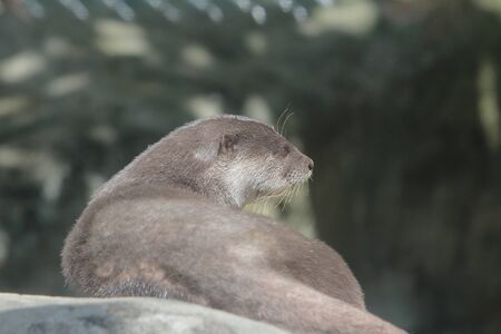 A wet otter is standing on a stoneの写真素材