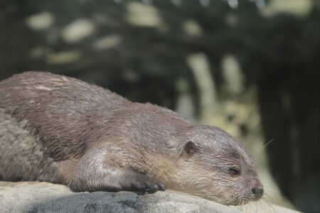 A wet otter is standing on a stoneの写真素材