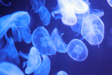 the wonderful sea jelly in Hong Kong Ocean Park