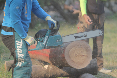the Professional gardener cutting tree with chainsaw.のeditorial素材