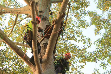 An arborist cutting a tree with a chainsaw