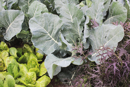 A raised bed filled with herbs and vegetables