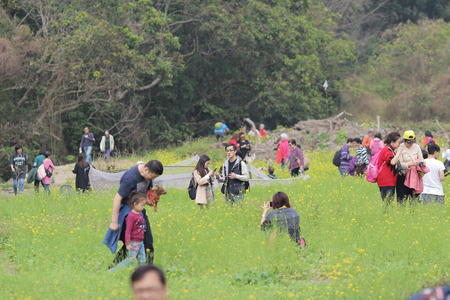 the  Rape flower on field at Sha Lo Tung Cheung Ukのeditorial素材